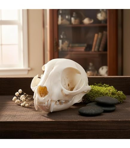 Amazon.com: Skullls Unlimited Real Economy Cat Skeleton (鉸接式